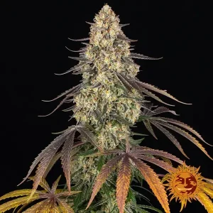 Semilla de marihuana kush mintz de Barneys Farm - Foto 1