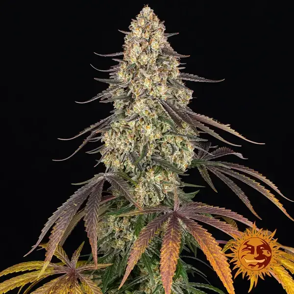 Semilla de marihuana kush mintz de Barneys Farm - Foto 1