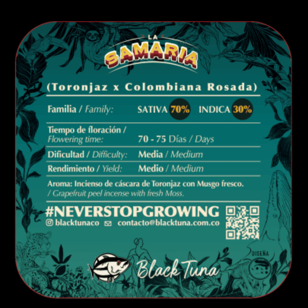 Semilla de marihuana La Samaria de Black Tuna - Foto 2