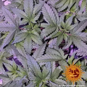 Semilla de marihuana Laughing Buddha de Barneys Farm - Foto 1