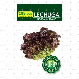 Semillas Hortalizas de Lechuga Batavia Roja