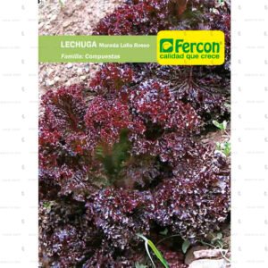 Lechuga Morada