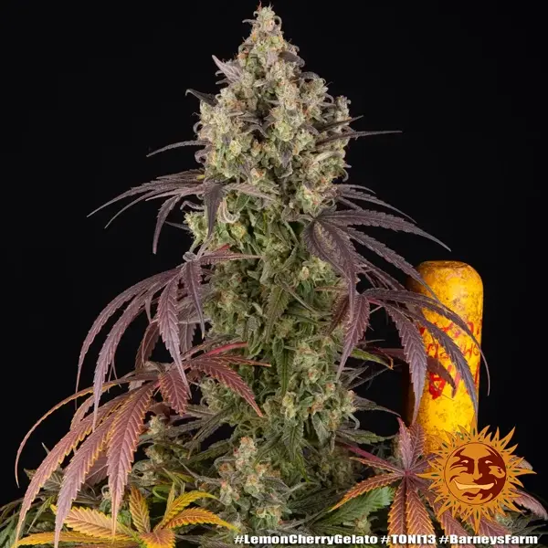 Semilla de marihuana Lemon Cherry Gelato de Barneys Farm - Foto 4