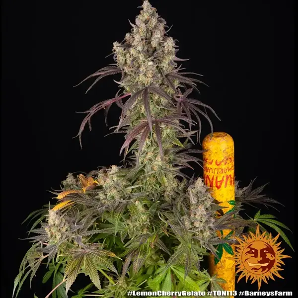 Semilla de marihuana Lemon Cherry Gelato de Barneys Farm - Foto 3