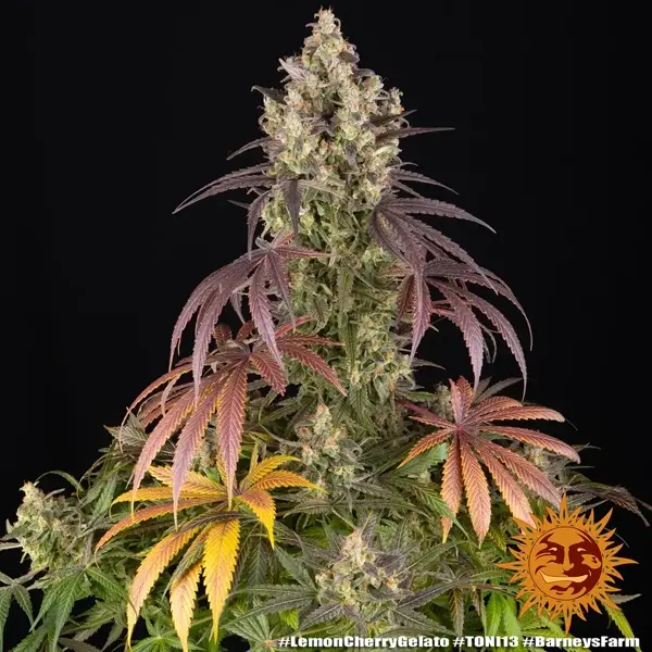 Semilla de marihuana Lemon Cherry Gelato de Barneys Farm - Foto 8