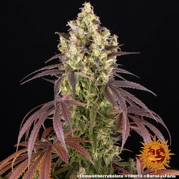 Semilla de marihuana Lemon Cherry Gelato de Barneys Farm - Foto 7
