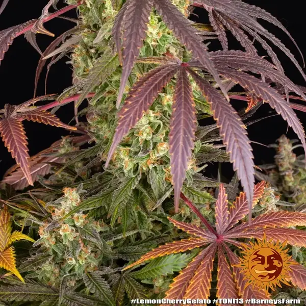 Semilla de marihuana Lemon Cherry Gelato de Barneys Farm - Foto 5