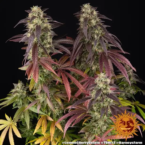 Semilla de marihuana Lemon Cherry Gelato de Barneys Farm - Foto 10