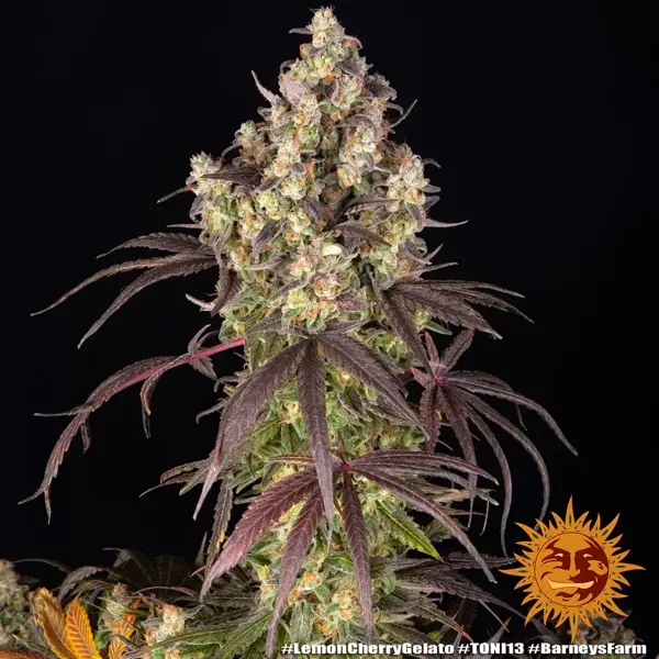 Semilla de marihuana Lemon Cherry Gelato de Barneys Farm - Foto 9