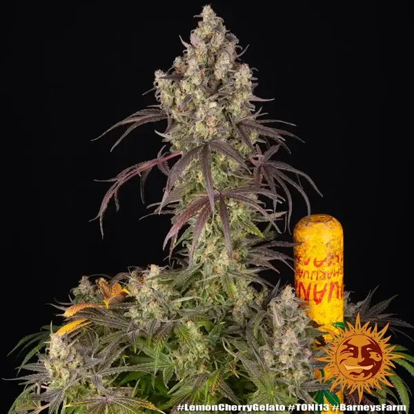 Semilla de marihuana Lemon Cherry Gelato de Barneys Farm - Foto 6
