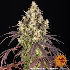 Semilla de marihuana Lemon Cherry Gelato de Barneys Farm - Foto 1