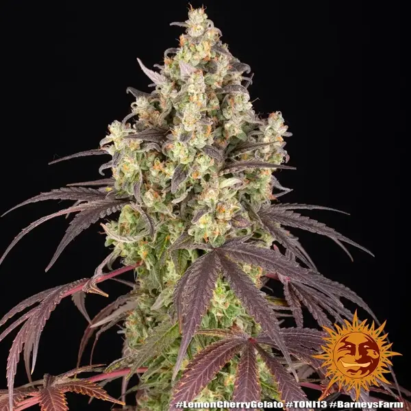 Semilla de marihuana Lemon Cherry Gelato de Barneys Farm - Foto 1