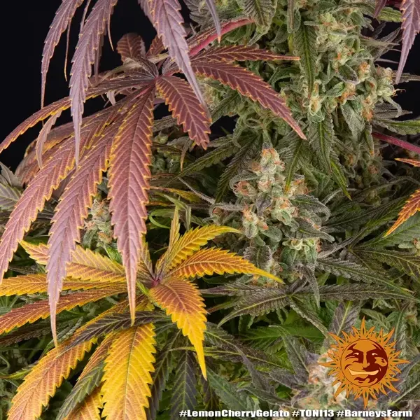 Semilla de marihuana Lemon Cherry Gelato de Barneys Farm - Foto 2