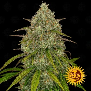 Semilla de marihuana liberty haze de Barneys Farm - Foto 1