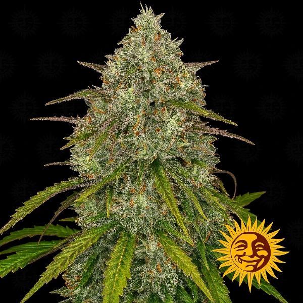 Semilla de marihuana liberty haze de Barneys Farm - Foto 1