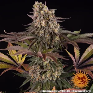 Semilla de marihuana Limoncello de Barneys Farm - Foto 1