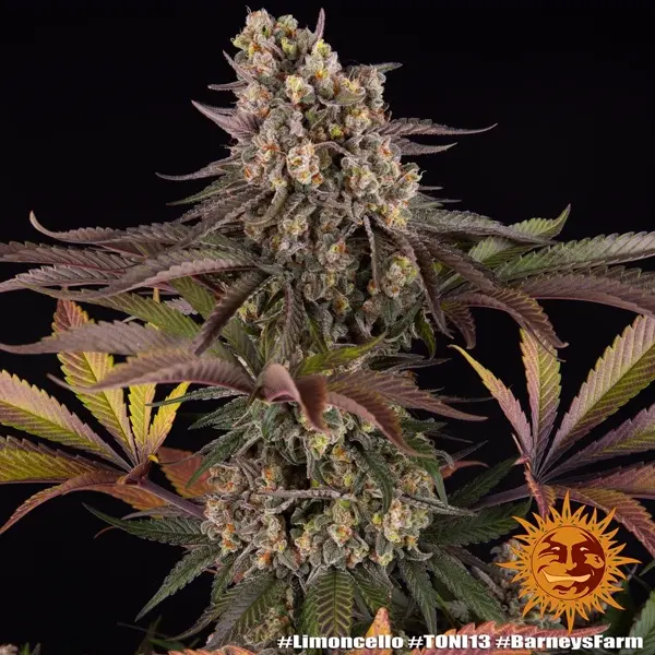 Semilla de marihuana Limoncello de Barneys Farm - Foto 1