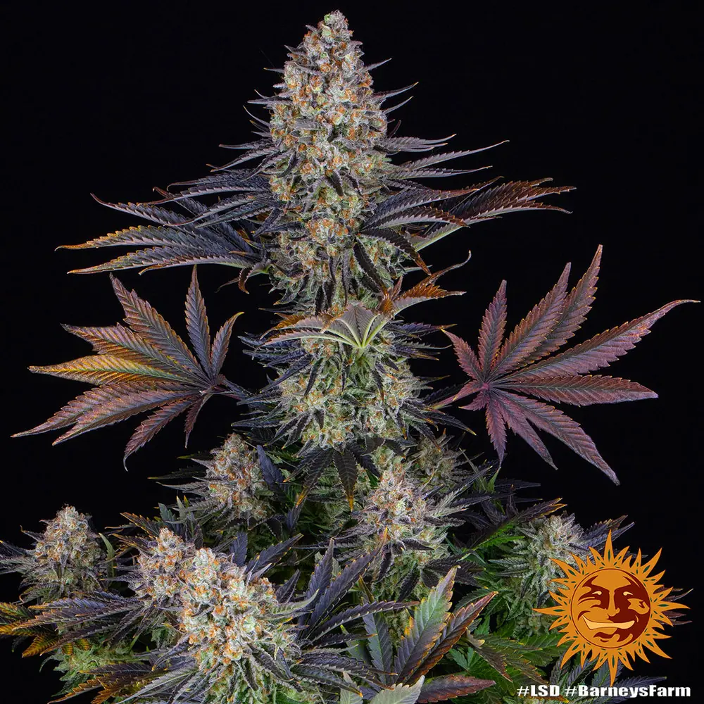 Semilla de marihuana Lsd de Barneys Farm - Foto 1