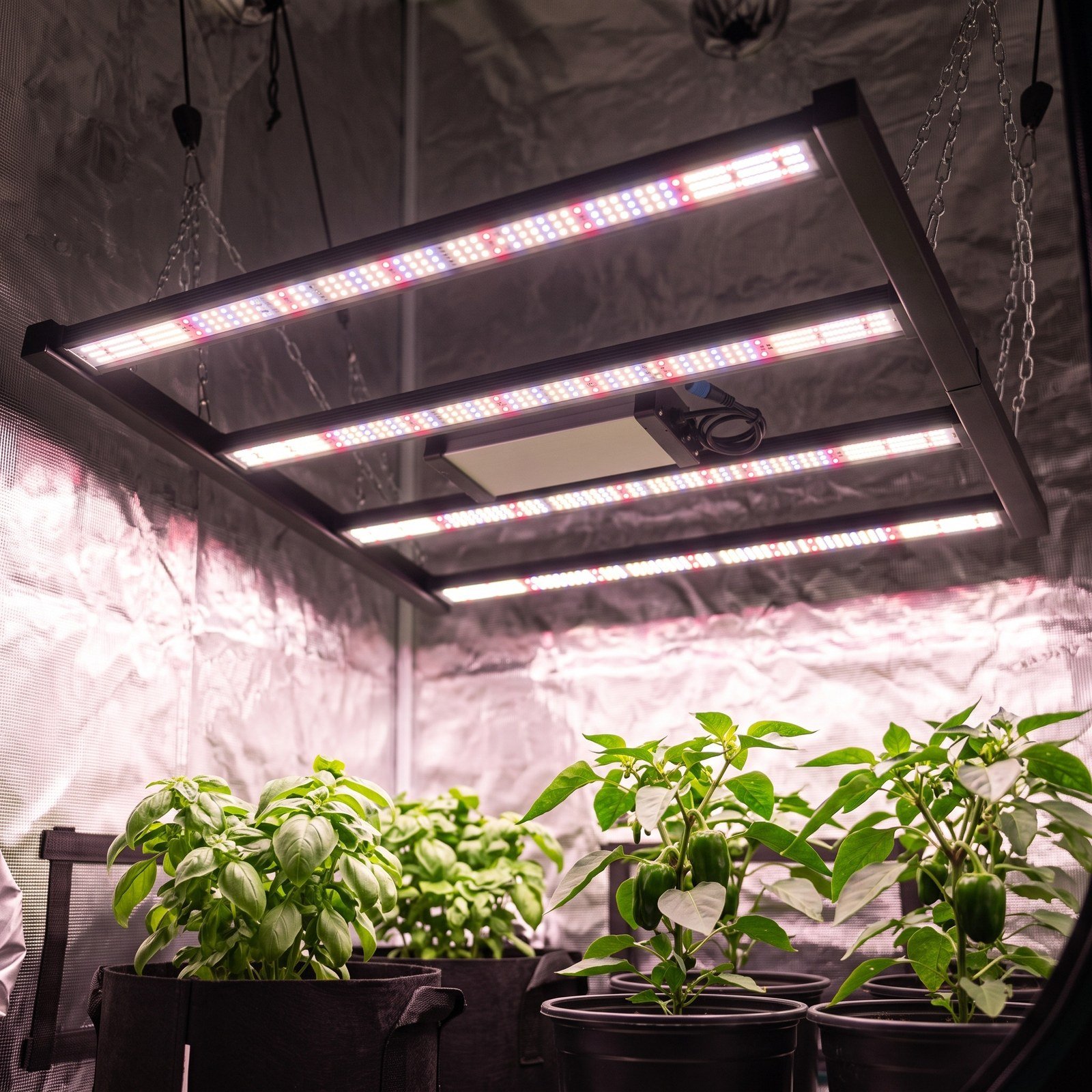 Lámpara LED Spectrum 320 W encendida sobre plantas de tomate en un armario de cultivo