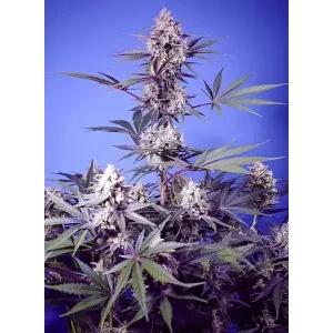 Semilla de marihuana Mental Rainbow F1 de Sweet Seeds - Foto 1