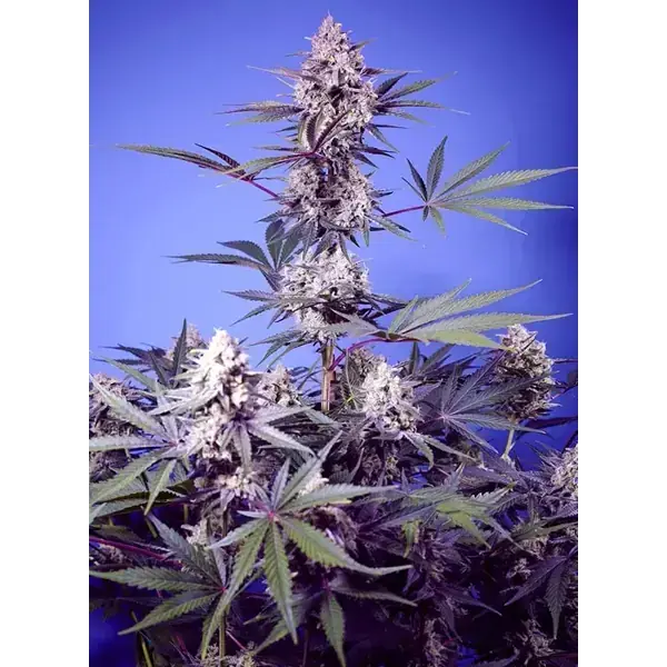Semilla de marihuana Mental Rainbow F1 de Sweet Seeds - Foto 1