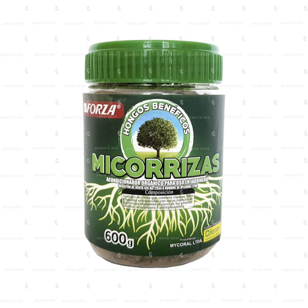 micorrizas