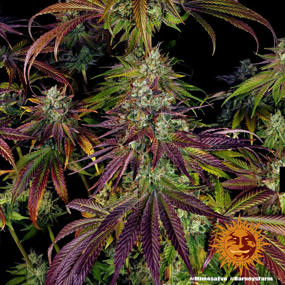 Semilla de marihuana Mimosa Evo de Barneys Farm - Foto 1