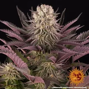 Semilla de marihuana Mimosa x Orange Punch de Barneys Farm - Foto 1