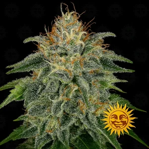 Semilla de marihuana Moby Dick de Barneys Farm - Foto 1
