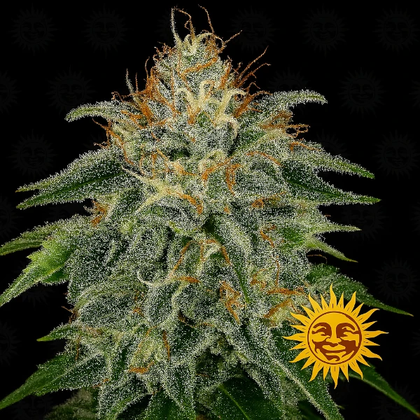 Semilla de marihuana Moby Dick de Barneys Farm - Foto 1