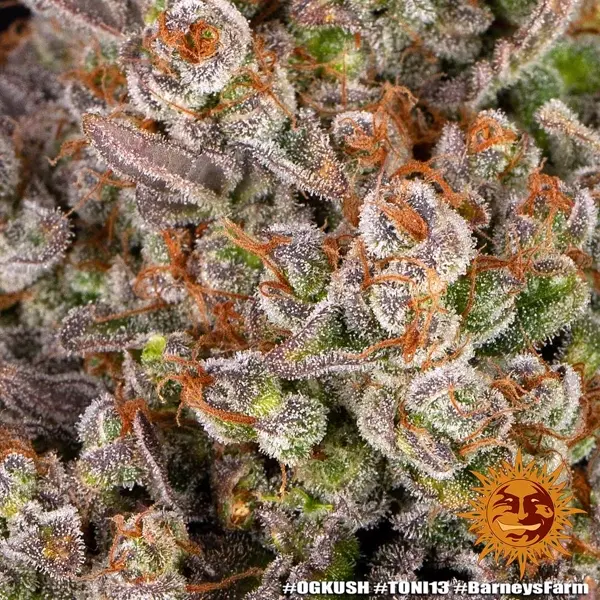 Semilla de marihuana OG Kush de Barneys Farm - Foto 1