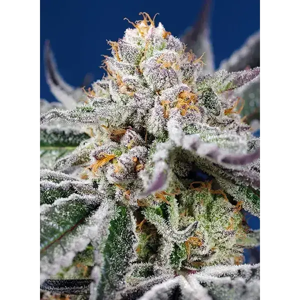 Semilla de marihuana Orange Apricot Glue Xl Auto de Sweet Seeds - Foto 2