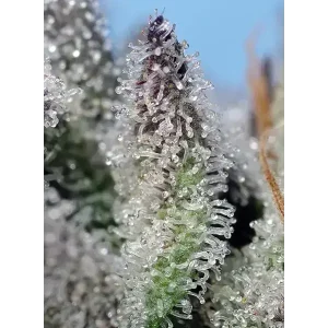 Semilla de marihuana Orange Apricot Glue Xl Auto de Sweet Seeds - Foto 1