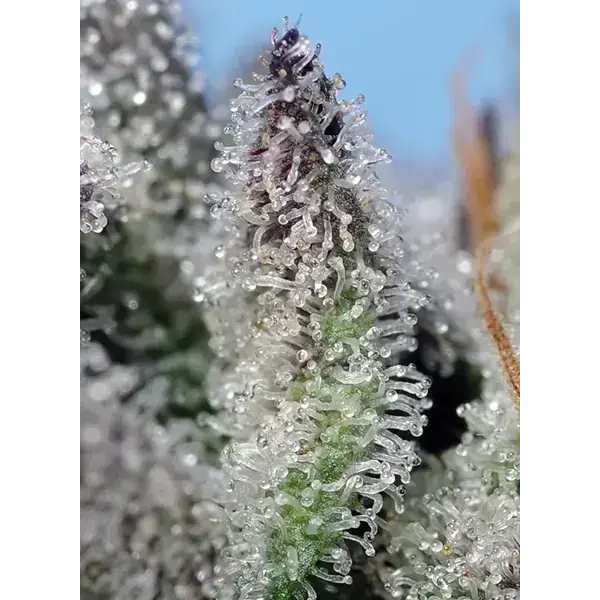 Semilla de marihuana Orange Apricot Glue Xl Auto de Sweet Seeds - Foto 1