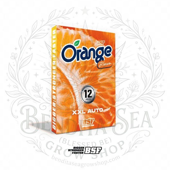 Orange Blossom XXL AUTO: cogollo de Orange Blossom XXL AUTO con la marca de agua de Bendita Sea