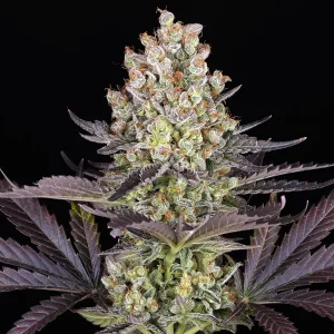 Semilla de marihuana Papaya Frosting de Barneys Farm - Foto 1