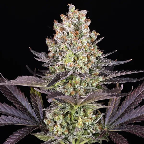 Semilla de marihuana Papaya Frosting de Barneys Farm - Foto 1