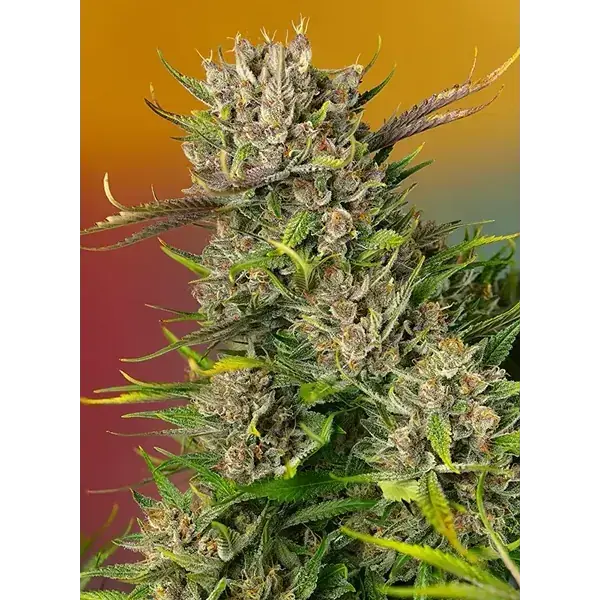 Semilla de marihuana Papaya Zoap Auto de Sweet Seeds - Foto 2