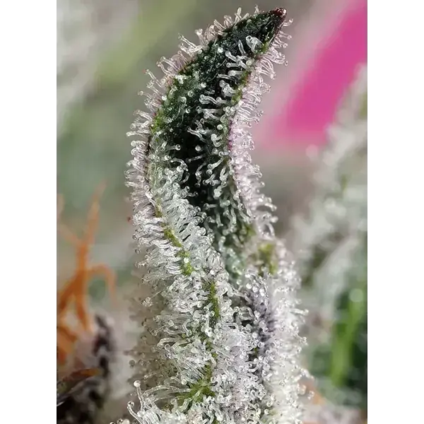 Semilla de marihuana Papaya Zoap Auto de Sweet Seeds - Foto 3