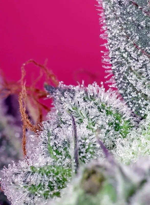 Semilla de marihuana Papaya Zoap Fast de Sweet Seeds - Foto 1