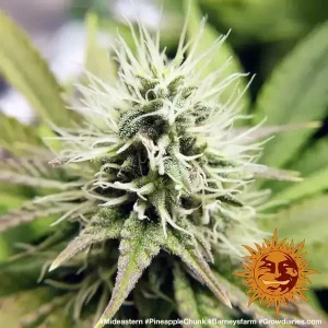 Semilla de marihuana Pineapple Chunk de Barneys Farm - Foto 1