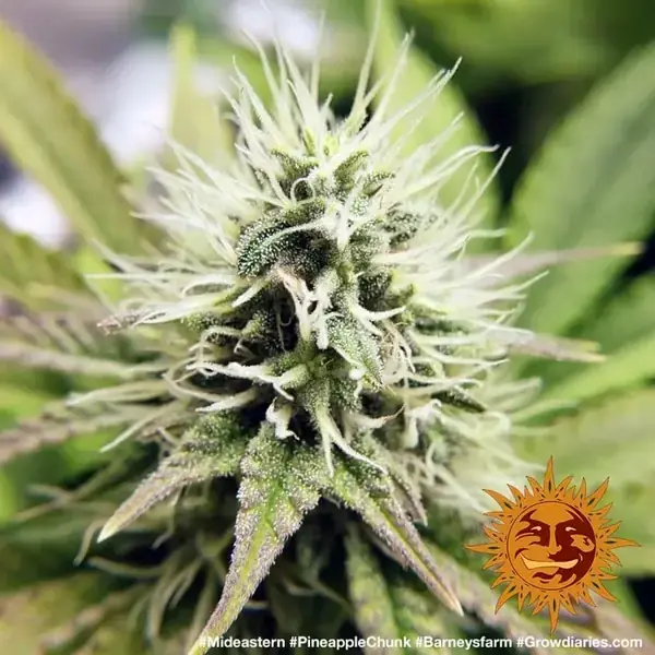 Semilla de marihuana Pineapple Chunk de Barneys Farm - Foto 1