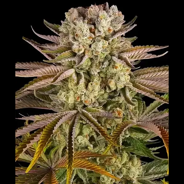 Semilla de marihuana Pineapple Express de Barneys Farm - Foto 1