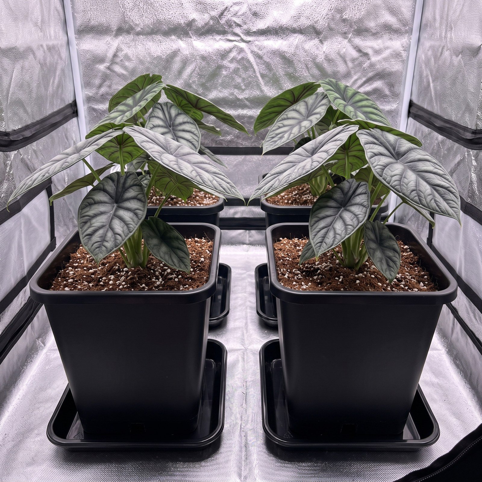 Dos materas negras sobre platos de 15 x 15 cm dentro de una carpa de cultivo