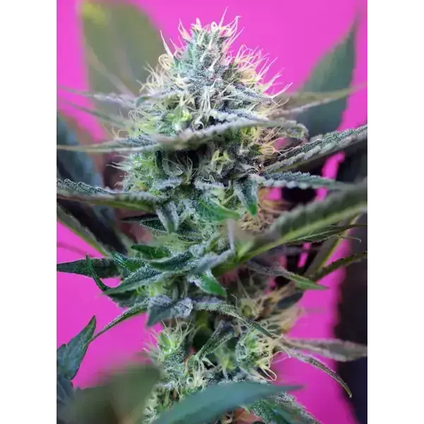 Semilla de marihuana + Speed Auto de Sweet Seeds - Foto 1