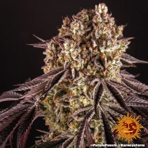 Semilla de marihuana Purple Punch de Barneys Farm - Foto 1