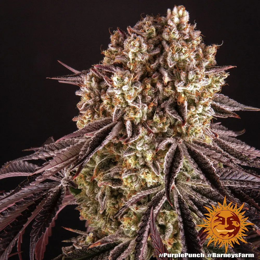 Semilla de marihuana Purple Punch de Barneys Farm - Foto 1