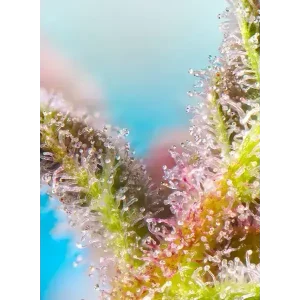 Semilla de marihuana Purple Punch Og Fem de Sweet Seeds - Foto 1