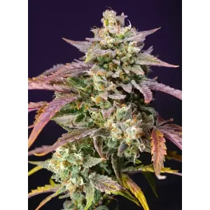 Semilla de marihuana Purple Punch Og Xl Auto de Sweet Seeds - Foto 1