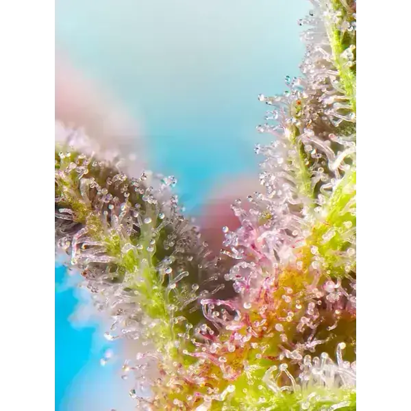 Semilla de marihuana Purple Punch Og Xl Auto de Sweet Seeds - Foto 2